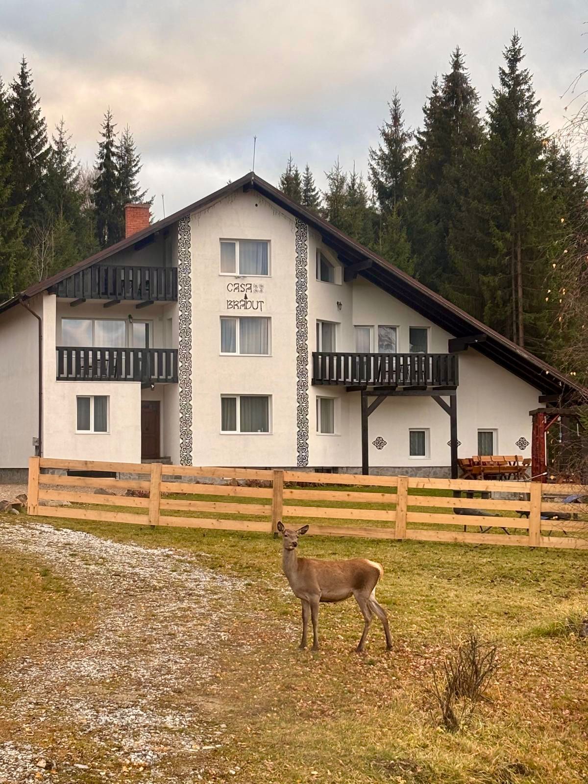 Top 5 Activities at Casa Brăduț